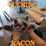 _raccoonz