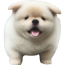 chunky_dog